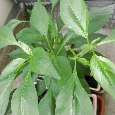 留守中も心配なし 麻ひもでお手軽 自動水やり装置 暮らしニスタ