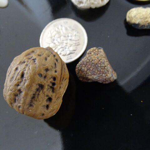 ビーチコーミング Beach Combing ロマンあふれる魅力 暮らしニスタ ビーチコーミング Beach Combing ロマンあふれる魅力 暮らしニスタ