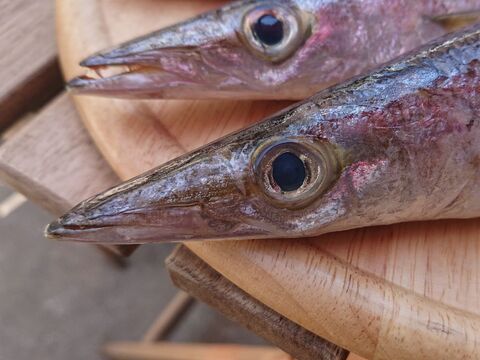 お魚図鑑 かます の巻 by 魚秀 Vol 14 暮らしニスタ お魚図鑑 かます の巻 by 魚秀 Vol 14 暮らしニスタ