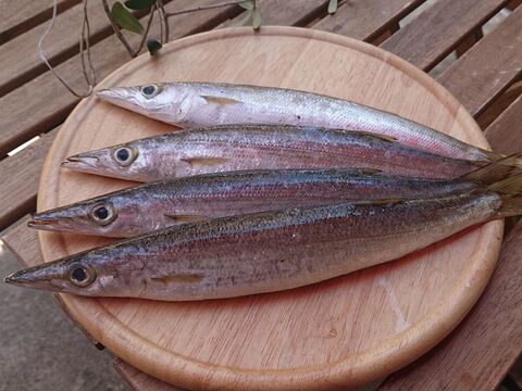 お魚図鑑 かます の巻 by 魚秀 Vol 14 暮らしニスタ