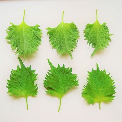 大葉って冷凍できるの その他の保存方法もチェック 暮らしニスタ 大葉って冷凍できるの その他の保存方法もチェック 暮らしニスタ