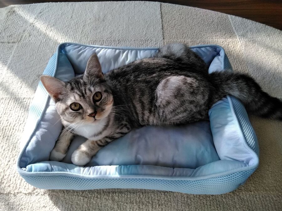 猫ちゃんシリーズ ひんやりベッドみつけました 暮らしニスタ 猫ちゃんシリーズ ひんやりベッドみつけました 暮らしニスタ