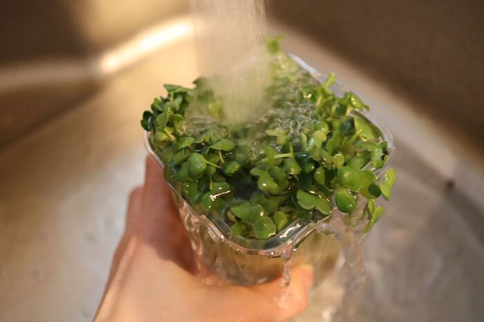 カイワレ大根の種ガラは 丸ごと水洗い でスッキリきれいに やってみた 暮らしニスタ カイワレ大根の種ガラは 丸ごと水洗い でスッキリきれいに やってみた 暮らしニスタ