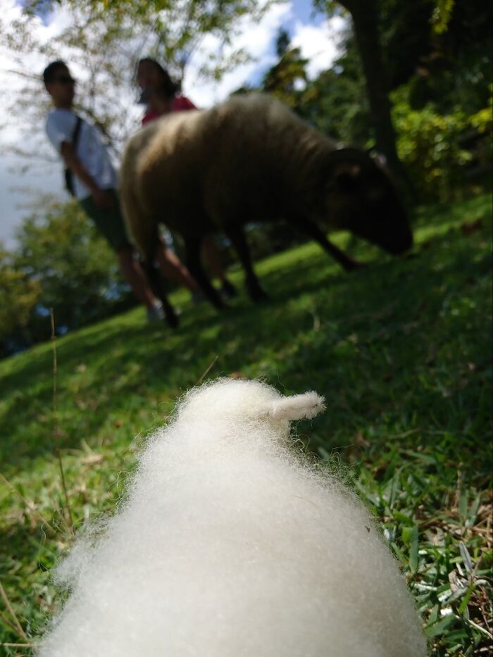 芝のあちこちに羊。それを見ているひつじ