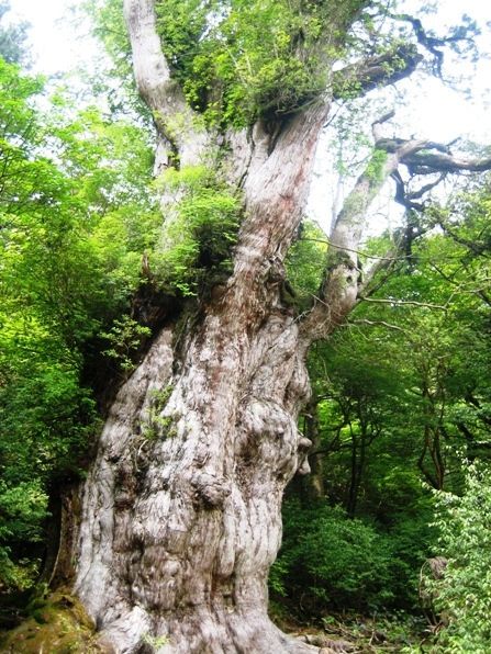 人生で一度は訪れてみたい 鹿児島県屋久島 町 ふるさと納税では人気の芋焼酎 三岳 が一番人気 暮らしニスタ 1993年に日本初の世界自然遺産に登録された ｄメニューニュース Nttドコモ