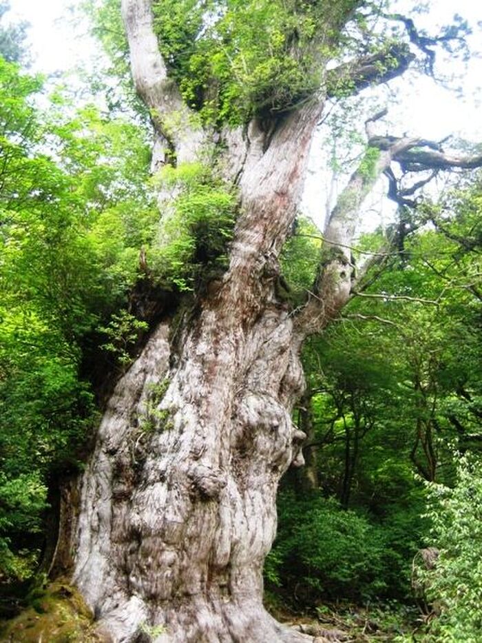 人生で一度は訪れてみたい 鹿児島県屋久島 町 ふるさと納税では人気の芋焼酎 三岳 が一番人気 暮らしニスタ 1993年に日本初の世界自然遺産に登録された dメニューニュース Nttドコモ 人生で一度は訪れてみたい 鹿児島県屋久島 町 ふるさと納税では人気の芋焼酎 三岳 が一番人気 暮らしニスタ 1993年に日本初の世界自然遺産に登録された dメニューニュース Nttドコモ