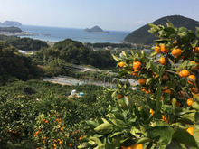 美しい自然と日本遺産で知られる「和歌山県広川町」。自慢の特産品はフレッシュな柑橘類！
