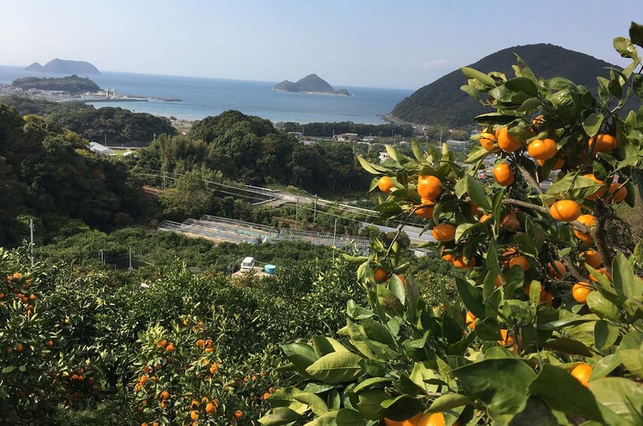 美しい自然と日本遺産で知られる「和歌山県広川町」。自慢の特産品はフレッシュな柑橘類！