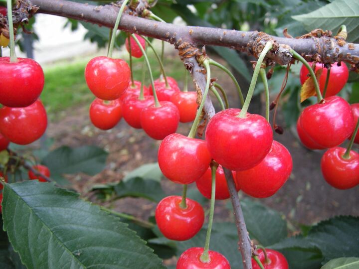 将棋と温泉の町「山形県天童市」。さくらんぼやラ・フランス、山形のブランド米などうまいものの宝庫♪