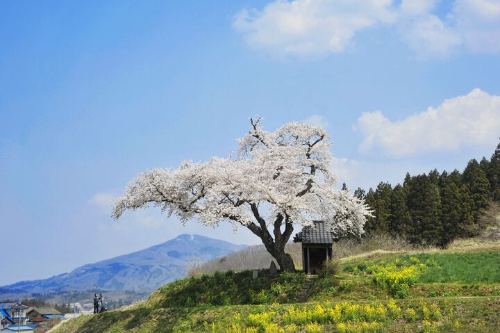 鍾乳洞の大自然の神秘的な世界が体験できる福島県田村市。名産は健康効果で注目の「エゴマ油」