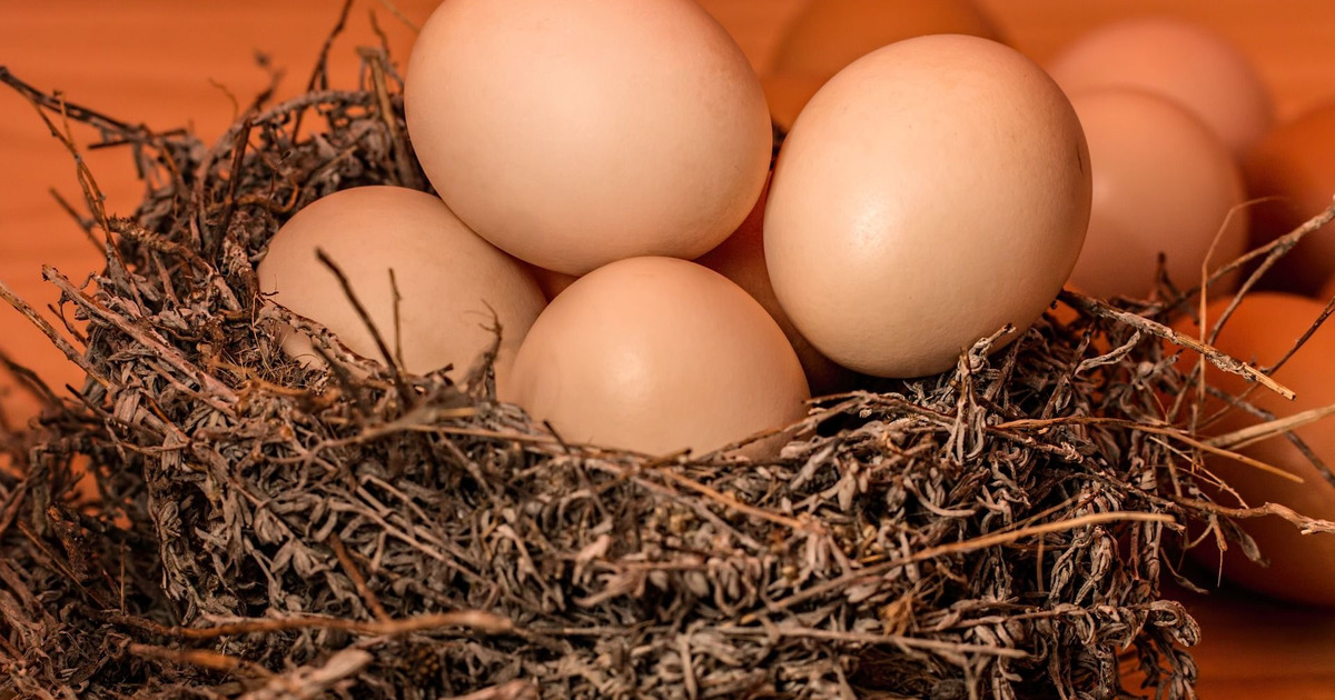 2019年】ふるさと納税で選ぶ、おいしい卵ランキング・トップ10｜暮らしニスタ