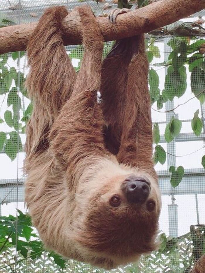 樹懶 って読める 読めない 読みたい漢字ファイル Vol 5 暮らしニスタ