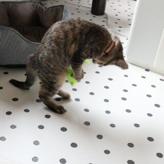 子猫の1人遊びに コスパ最高なネズミのおもちゃ 暮らしニスタ