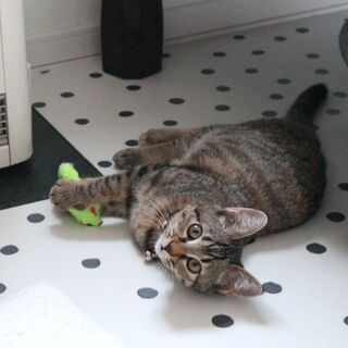 子猫の1人遊びに コスパ最高なネズミのおもちゃ 暮らしニスタ 子猫の1人遊びに コスパ最高なネズミのおもちゃ 暮らしニスタ