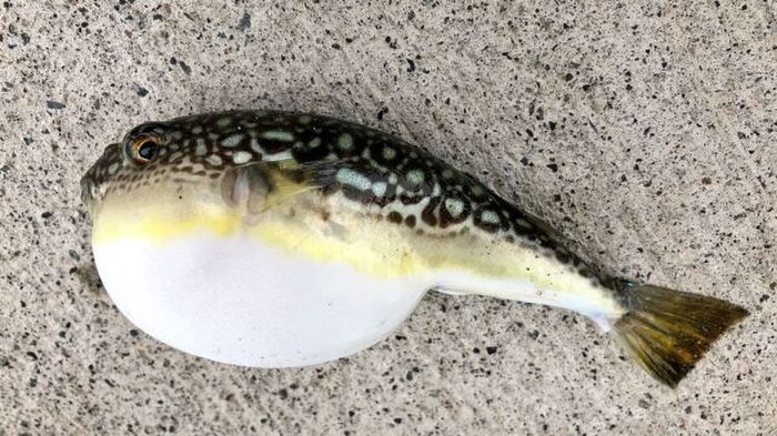 据え膳 とは 据え膳食わぬは男の恥などの言葉の意味も紹介 暮らしニスタ 据え膳 とは 据え膳食わぬは男の恥などの言葉の意味も紹介 暮らしニスタ