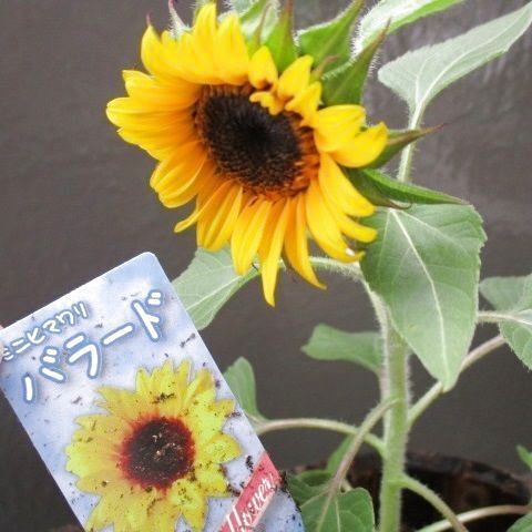 タピオカを使って作りたい 簡単 ミニひまわり フラワーモチーフの作り方 暮らしニスタ タピオカを使って作りたい 簡単 ミニひまわり フラワーモチーフの作り方 暮らしニスタ