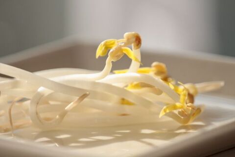 もやしの消費期限が書いてない 保存方法や期間まとめ 暮らしニスタ もやしの消費期限が書いてない 保存方法や期間まとめ 暮らしニスタ