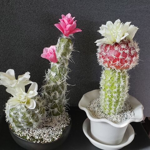 可愛い花の咲いたサボテンを100均の材料で作りました 暮らしニスタ 可愛い花の咲いたサボテンを100均の材料で作りました 暮らしニスタ