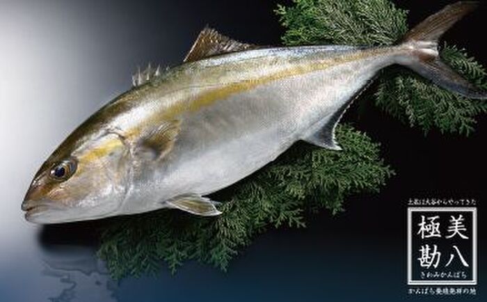 おさかなのまち すさき の高知県須崎市 ふるさと納税では新鮮な魚介類や野菜の返礼品が見逃せない 暮らしニスタ おさかなのまち すさき の高知県須崎市 ふるさと納税では新鮮な魚介類や野菜の返礼品が見逃せない 暮らしニスタ