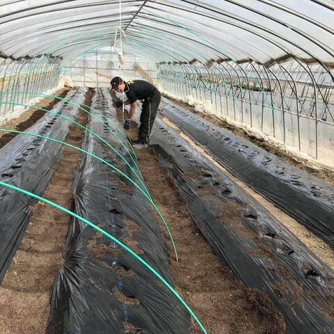 温活しましょ 生姜栽培 料理のアイディア 実はお得な農産物 暮らしニスタ 温活しましょ 生姜栽培 料理のアイディア 実はお得な農産物 暮らしニスタ