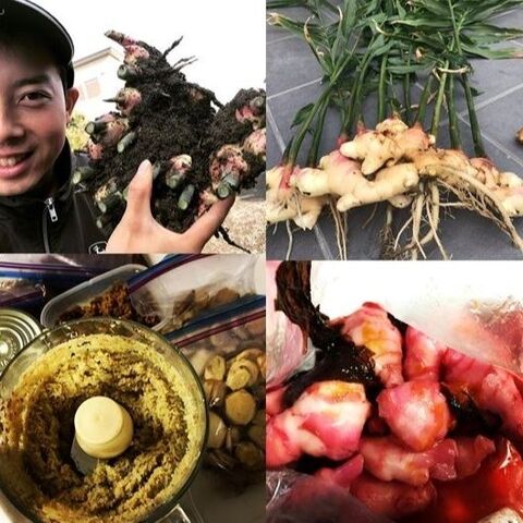温活しましょ 生姜栽培 料理のアイディア 実はお得な農産物 暮らしニスタ 温活しましょ 生姜栽培 料理のアイディア 実はお得な農産物 暮らしニスタ