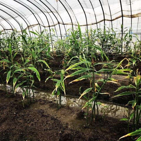 温活しましょ 生姜栽培 料理のアイディア 実はお得な農産物 暮らしニスタ 温活しましょ 生姜栽培 料理のアイディア 実はお得な農産物 暮らしニスタ