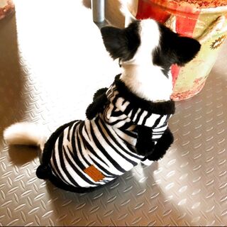 ダイソーnew あったか可愛いアニマル柄のワンコ服 暮らしニスタ ダイソーnew あったか可愛いアニマル柄のワンコ服 暮らしニスタ