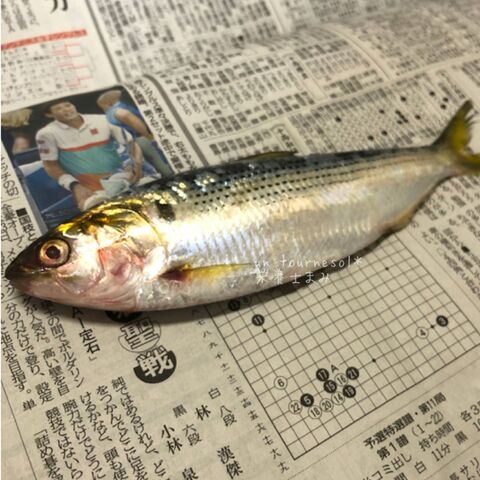 子供にオススメ 骨粗しょう症予防に コノシロのチーズフライ 暮らしニスタ 子供にオススメ 骨粗しょう症予防に コノシロのチーズフライ 暮らしニスタ