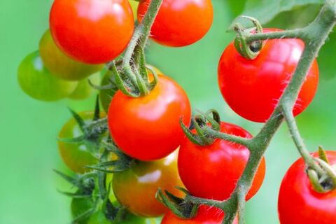 ミニトマトの保存について 方法は 期間は 徹底解説 暮らしニスタ ミニトマトの保存について 方法は 期間は 徹底解説 暮らしニスタ