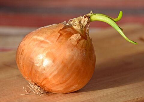 芽が出た玉ねぎは食べられる 芽が出ない方法や対処法も 暮らしニスタ 芽が出た玉ねぎは食べられる 芽が出ない方法や対処法も 暮らしニスタ
