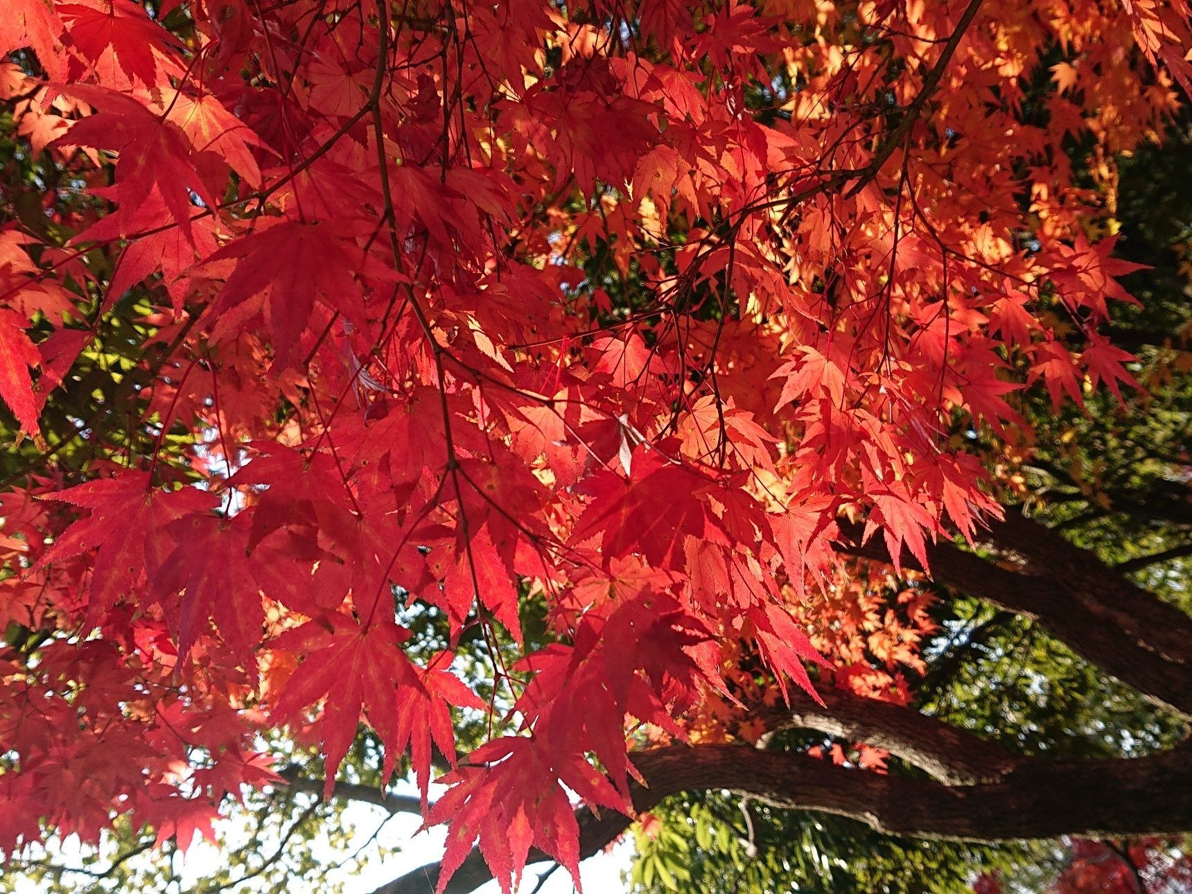 🌿 🌿 🌿 🌿 🌿 紅葉するメカニズム  自然て・・・凄い！！🌿 🌿 🌿 🌿 🌿