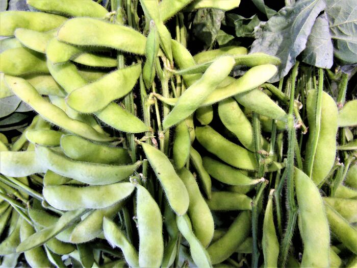 枝豆の冷凍保存法 茹で方やアイデアレシピも 暮らしニスタ 枝豆の冷凍保存法 茹で方やアイデアレシピも 暮らしニスタ