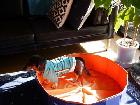 老犬との暮らし 愛犬が認知症になったら 大切な家族と過ごす新しい暮らし方の工夫 暮らしニスタ 老犬との暮らし 愛犬が認知症になったら 大切な家族と過ごす新しい暮らし方の工夫 暮らしニスタ