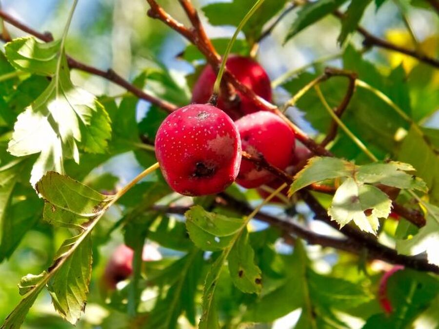 サンザシが美容や健康にいいって本当 味や栄養 食べ方について詳しくご紹介 暮らしニスタ サンザシが美容や健康にいいって本当 味や栄養 食べ方について詳しくご紹介 暮らしニスタ