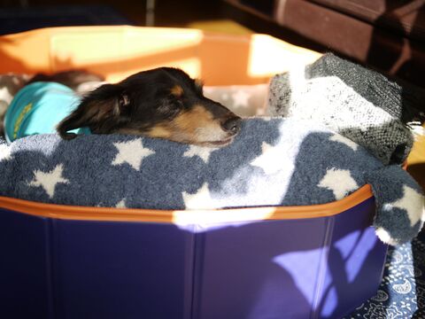 老犬との暮らし 愛犬が認知症になったら 大切な家族と過ごす新しい暮らし方の工夫 暮らしニスタ 老犬との暮らし 愛犬が認知症になったら 大切な家族と過ごす新しい暮らし方の工夫 暮らしニスタ