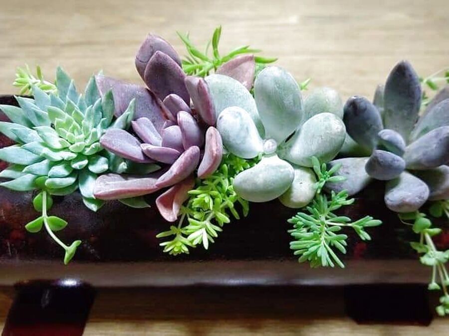 ペットボトルのプランター 暮らしニスタ ペットボトルのプランター 暮らしニスタ