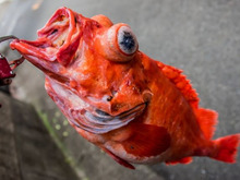 赤魚とは？煮付けの作り方やアレンジレシピも紹介　