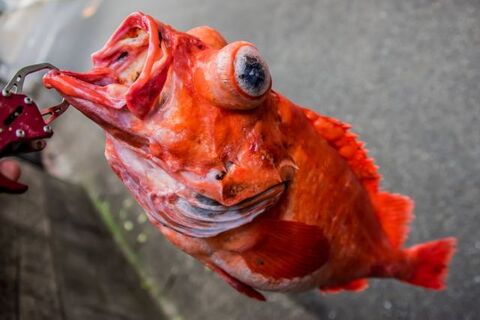 赤魚とは 煮付けの作り方やアレンジレシピも紹介 暮らしニスタ 赤魚とは 煮付けの作り方やアレンジレシピも紹介 暮らしニスタ