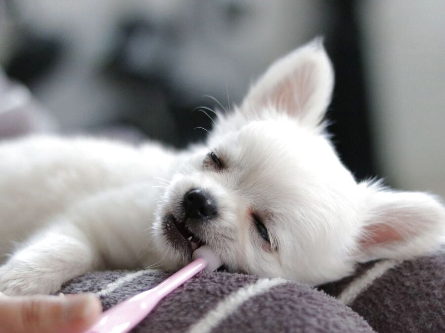 犬 が眠る曲 暮らしニスタ