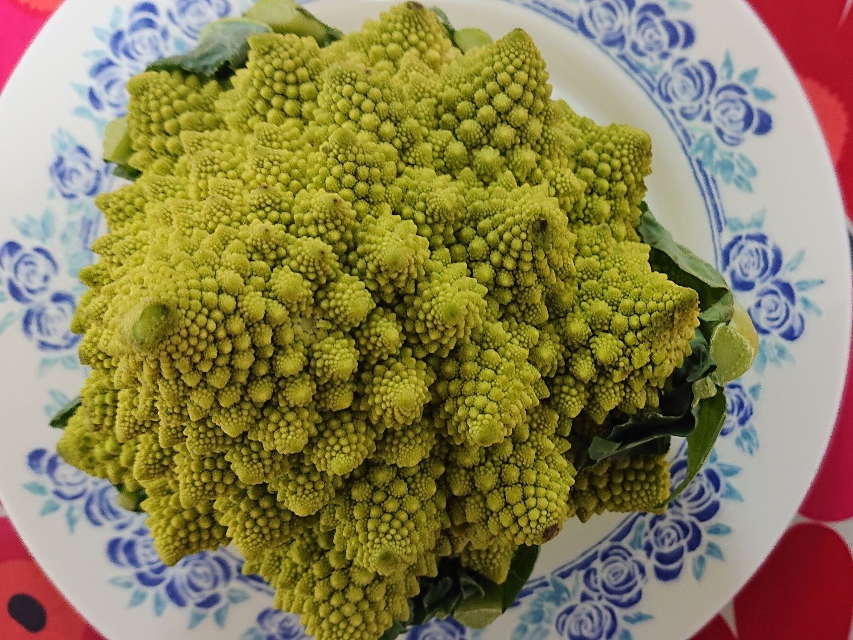  Broccolo Romanesco（ブロッコロ・ロマネスコ）と遊ぶ！！