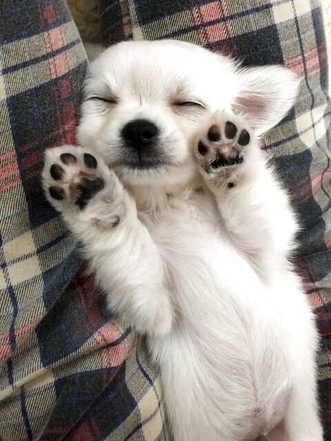 犬 が眠る曲 暮らしニスタ 犬 が眠る曲 暮らしニスタ