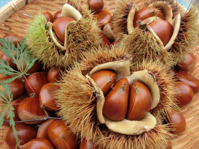 栗の美味しい食べ方 簡単なむき方やホクホクな茹で方を紹介 暮らしニスタ 栗の美味しい食べ方 簡単なむき方やホクホクな茹で方を紹介 暮らしニスタ