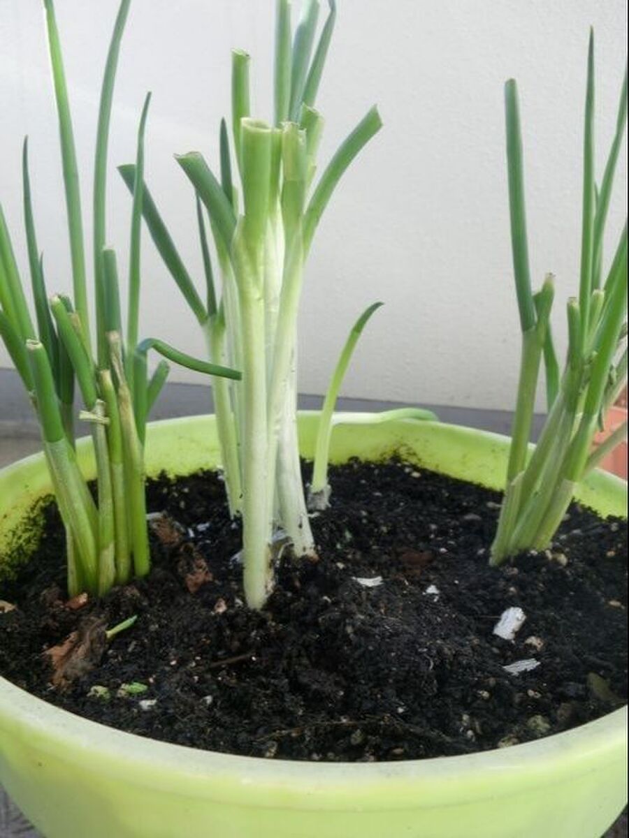 根付きねぎは土に植えていつでも収穫 暮らしニスタ 根付きねぎは土に植えていつでも収穫 暮らしニスタ