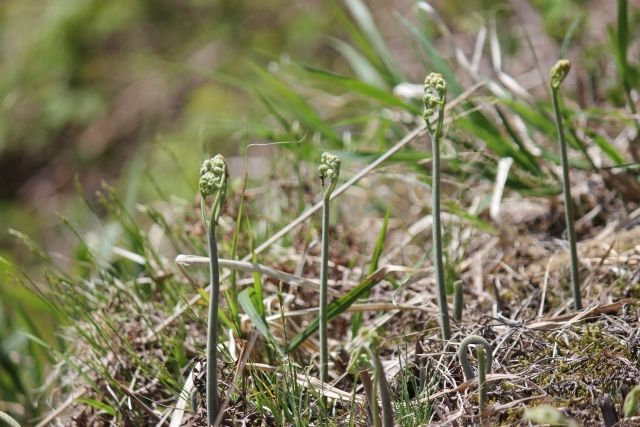 山菜とは 種類 下処理 保存 レシピ総まとめ 暮らしニスタ