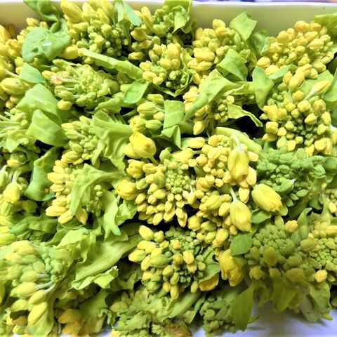 春を感じる 菜の花いくらパスタ 暮らしニスタ 春を感じる 菜の花いくらパスタ 暮らしニスタ
