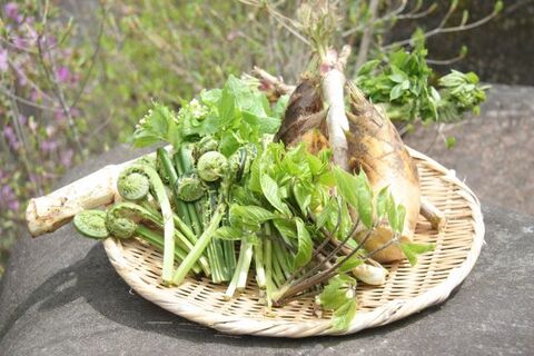 山菜とは 種類 下処理 保存 レシピ総まとめ 暮らしニスタ 山菜とは 種類 下処理 保存 レシピ総まとめ 暮らしニスタ