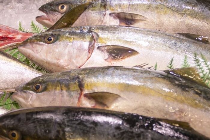 ハマチは出世魚 ブリ カンパチとの違いや食べ方を紹介 暮らしニスタ