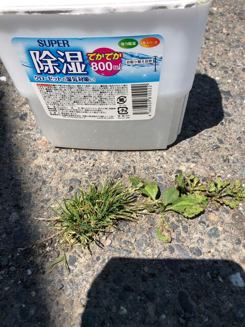 いらない2つの水で 雑草とアリを撃退 暮らしニスタ いらない2つの水で 雑草とアリを撃退 暮らしニスタ