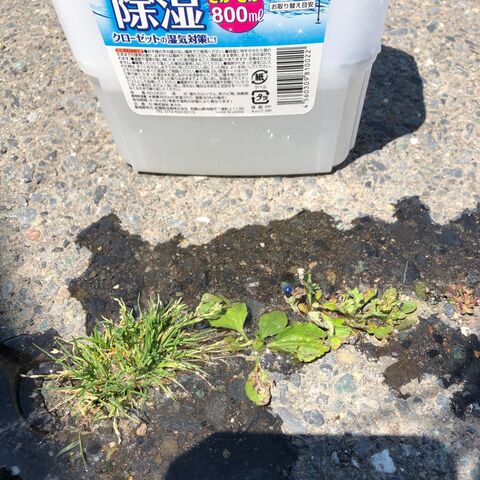 いらない2つの水で 雑草とアリを撃退 暮らしニスタ いらない2つの水で 雑草とアリを撃退 暮らしニスタ