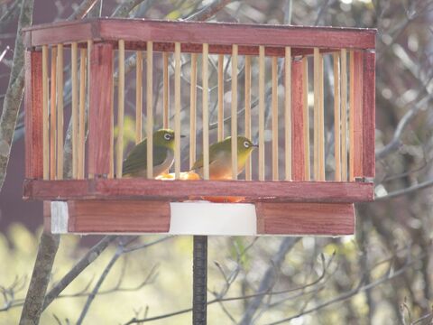 Diy 家から野鳥観察 子供と一緒につくる ペットボトルのメジロ用餌台 暮らしニスタ